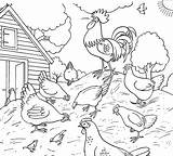 Coloring Chickens Gallinas Rooster Granja sketch template