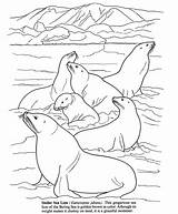 Antarctic Animals Seal Colouring Lions Dover Mammals Artic Dolphin Habitat Doverpublications Polar sketch template