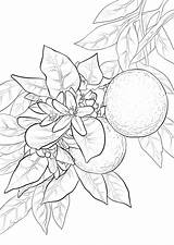 Orange Coloring Blossom Pages Printable Oranges Tree Drawing Supercoloring Template Fruits Vegetables Kiwi Cabbage Sketch Pinu Zdroj Print Fruit sketch template