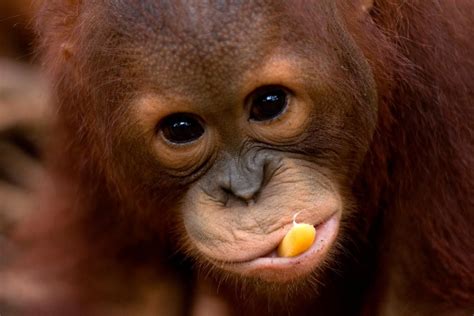 save  orangutan pictures  video orangutan pinterest