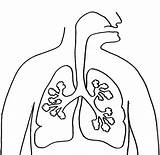 Lungs Coloring Pages Human Lung Anatomy Color Print Printable Du Getdrawings Corps Getcolorings Humain Coloriage Template Search Popular Body Choisir sketch template