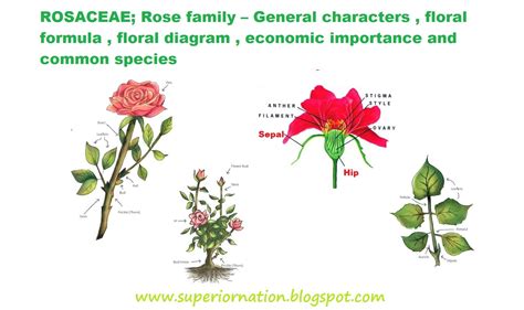 rosaceae rose family general characters floral formula floral diagram economic