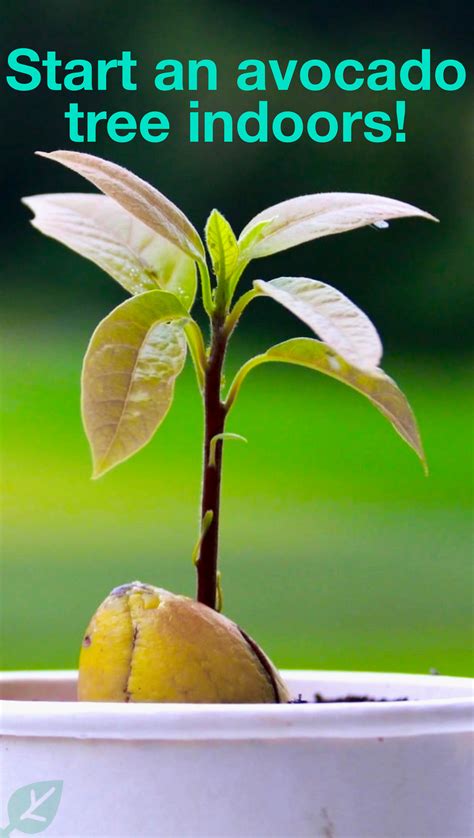 Avocado Leaves Avocado Plant Grow Avocado Avocado Seed Tree Nursery