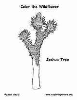 Tree Joshua Coloring Pages California Redwood 1kb 792px References Template sketch template