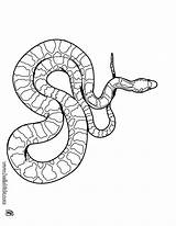 Cobra Coloring Pages Snake King sketch template
