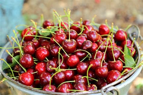 cherry import season  china  challenging