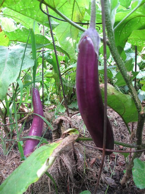 exploring vegetables ichiban eggplant  twenty minute kitchen