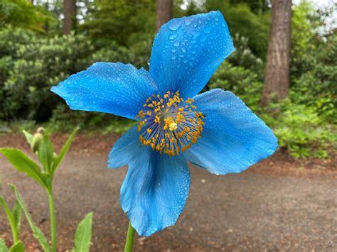 growing himalayan blue poppies   pacific northwest rhododendron