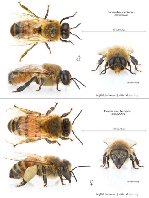 pin  casi douglas  bee hive thesis pinterest bee bee keeping