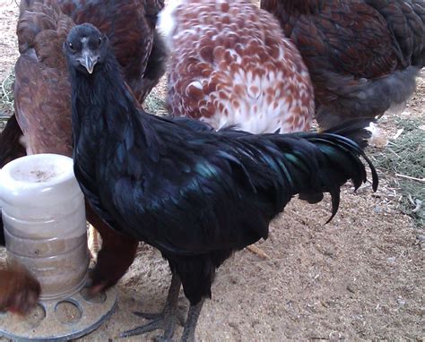 Black Sumatras Hens Or Roaster Backyard Chickens