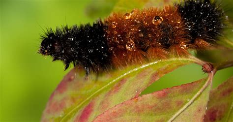 people   woolly bear caterpillars  forecast winter
