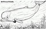 Coloring Bottlenose Dolphin Dolphins Pages Choose Board Coloringpagesfortoddlers sketch template