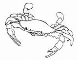 Coloring Pages Crab Crabs Printable Sebastian Hermit Blue Beach Colouring Template Kids Clipart Print Color Horseshoe Drawing Iditarod Popular Getcolorings sketch template