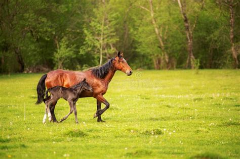 mother horse   foal grazing   spring green pasture
