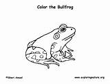 Bullfrog sketch template