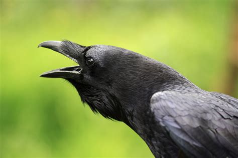 ravens can recognize old friends and foes too the new york times