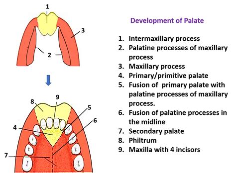 development  palate anatomy qa