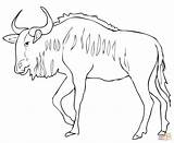 Wildebeest Coloring Blue Gnu Pages Antelope Springbok Printable Drawing Color Kids Print Cartoon Template Version Click Designlooter Animals Online Compatible sketch template