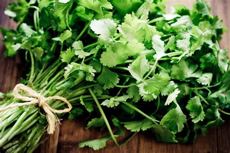 cilantro coriander health benefits facts research medical news today