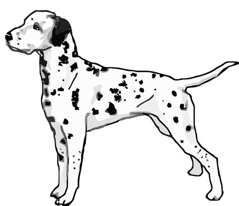 dalmatian standing openclipart