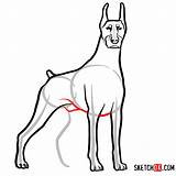 Dog Dobermann Draw Step Sketchok Drawing sketch template