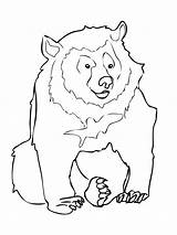 Bear Coloring Pages Asiatic Printable Care Template Animal Kids Bears Drawing Shape Moon Color Crafts Templates Super Supercoloring Asia Bestcoloringpagesforkids sketch template