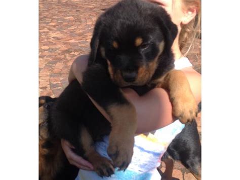 rottweiler puppies for sale benoni ad land south africa