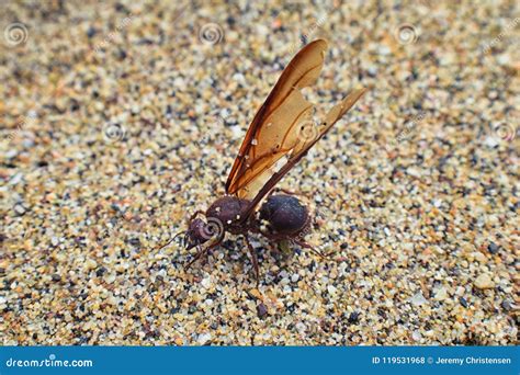winged male drone leafcutter ants macro close  view dying  beach  mating flight