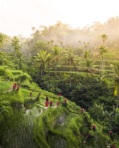 A Complete Guide To The Most Beautiful Rice Fields In Ubud Omnivagant