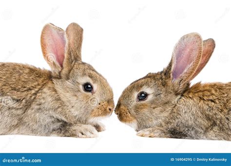 isolated rabbits face  face royalty  stock photo image