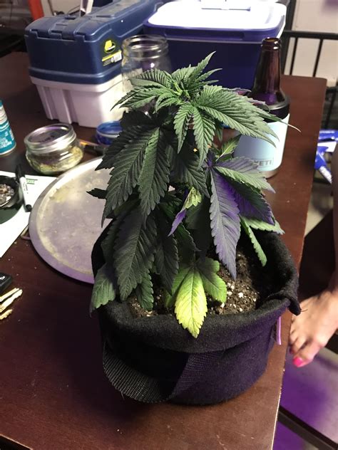 could this be too much heat microgrowery