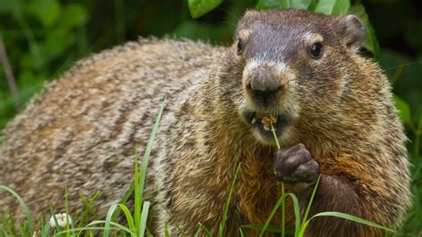 groundhog day lets     real critter   shadow chicago news wttw