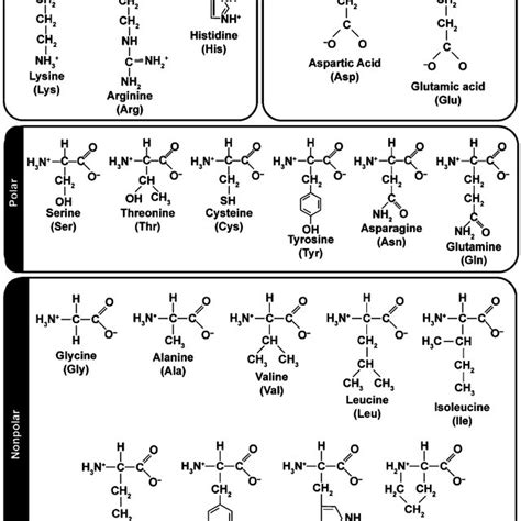 hydrophobic amino acids  nonpolar side chains houndopec