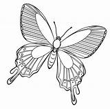 Kupu Papillon Sketsa Mewarnai Hewan Bunga Pelajarindo Mawar Alamendah Hinggap Coloriages Tsgos sketch template