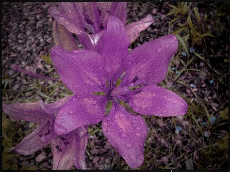 purple lily flower photograph photograph by laura carter