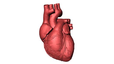 bagian bagian jantung manusia  fungsinya pembelajarnet