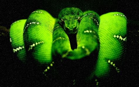 python background color hot sex picture