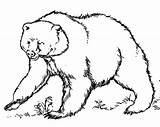Bear Grizzly Coloring Pages Designlooter Pencil Sketch sketch template
