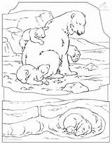 Coloring Pages Arctic Popular sketch template