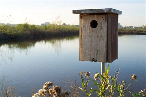 build  wood duck nest box aviariesideas wood ducks wood duck house bird house