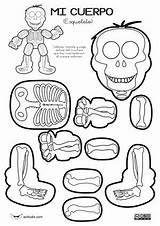 Esqueleto Partes Huesos Recortables Niños Preschool Sistema Actiludis Fichas Primeros Puppets Skeletal Ciencia Circulatorio Respiratorio Ciencias Humanos Infantil 1º Músculos sketch template