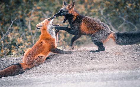 Let These Photos Take You Inside The Life Of A Cross Fox