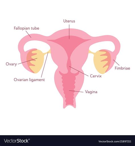 Vector Isolated Illustration Of Female Reproductive System Anatomy