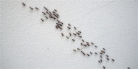ant infestations reviewthis