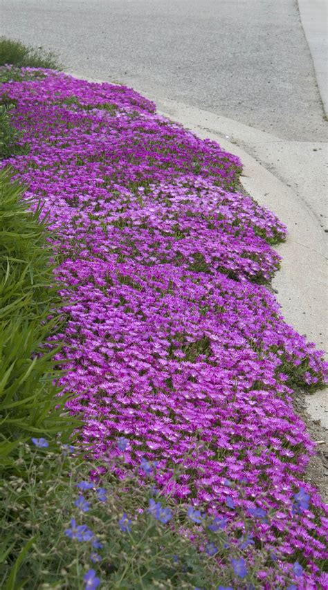 ground cover annuals ground cover good