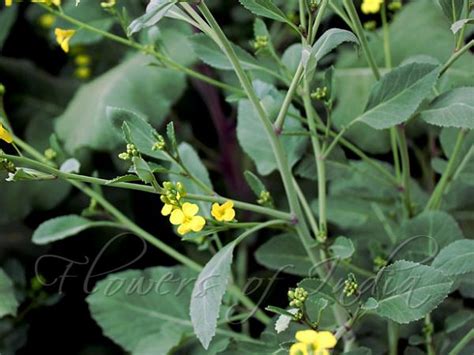 brassica carinata ethiopian mustard