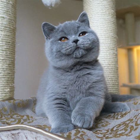 british shorthair cats images  pinterest kitty cats