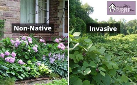native plants  invasive plants