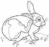 Coloring Conejo Desierto Colorare Deserto Disegni Cottontail Hare Conejos Bunny Rabbits sketch template