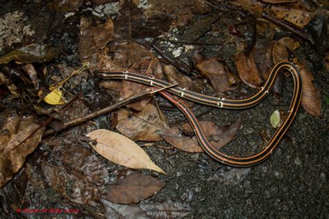 beautiful snakes  japan okinawa nature photography